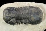 Bargain, Paralejurus Trilobite Fossil - Ofaten, Morocco #119844-1